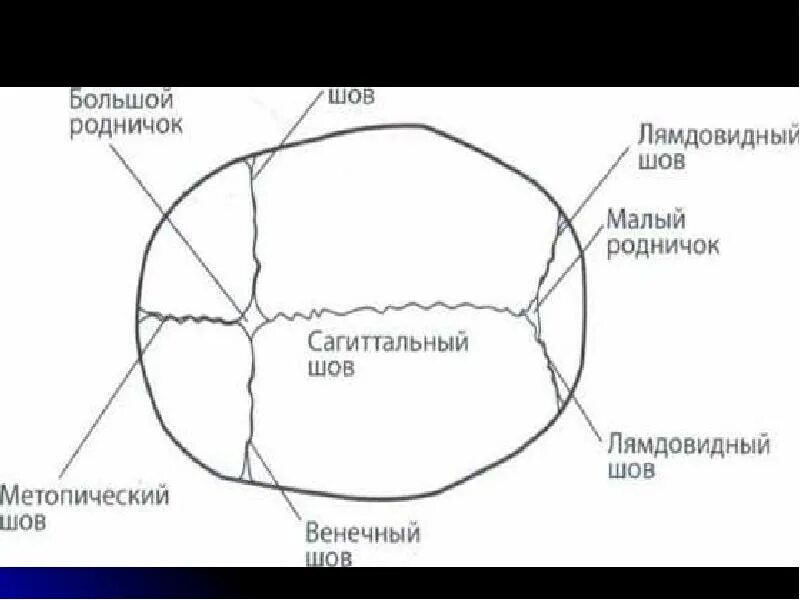 Венечный Сагиттальный и ламбдовидный швы черепа. Сагиттальный шов черепа новорожденного. Швы черепа анатомия человека коронарный шов.