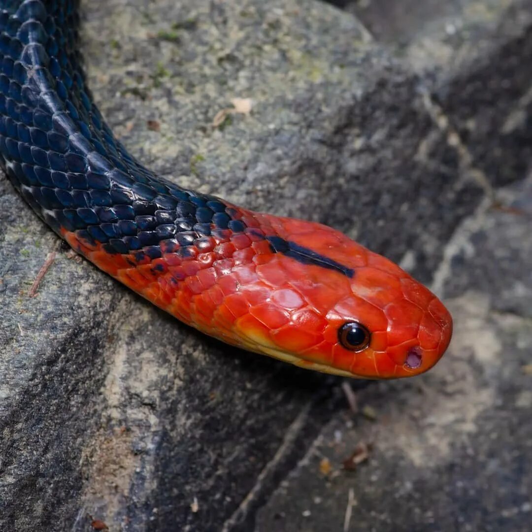 Красная гадюка змея. Маисовый полоз кроваво красный. Маисовый полоз голубой. Покажи красных змей. Оранжевые змеи.