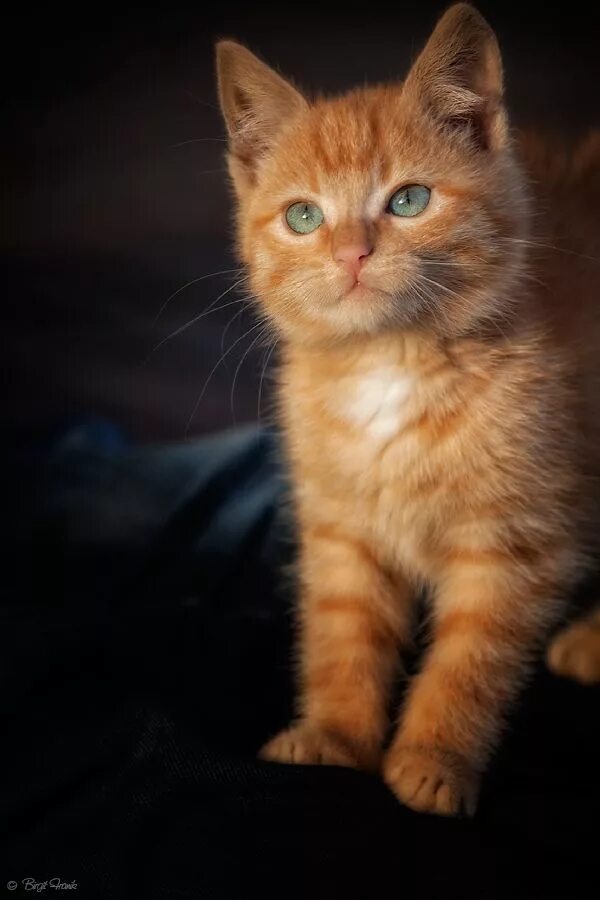 Рыжий кот симба. Рыжий котёнок. рыжие коты. обычный рыжий котенок.
