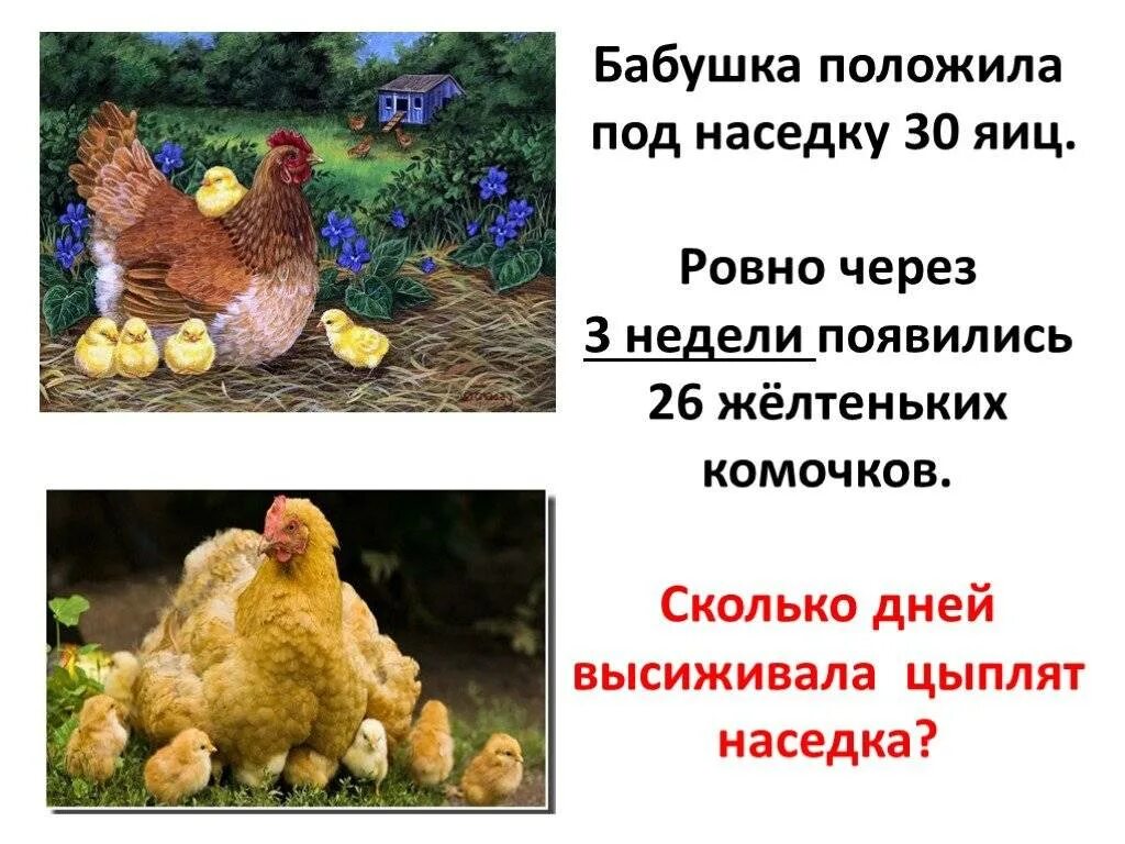 Сколько курица высиживает яйца до цыпленка дней. Наседка курица высиживает яйца. Курица высиживает цыплят. Сколько дней курица высиживает цыплят из яиц. Вывод цыплят под наседкой.