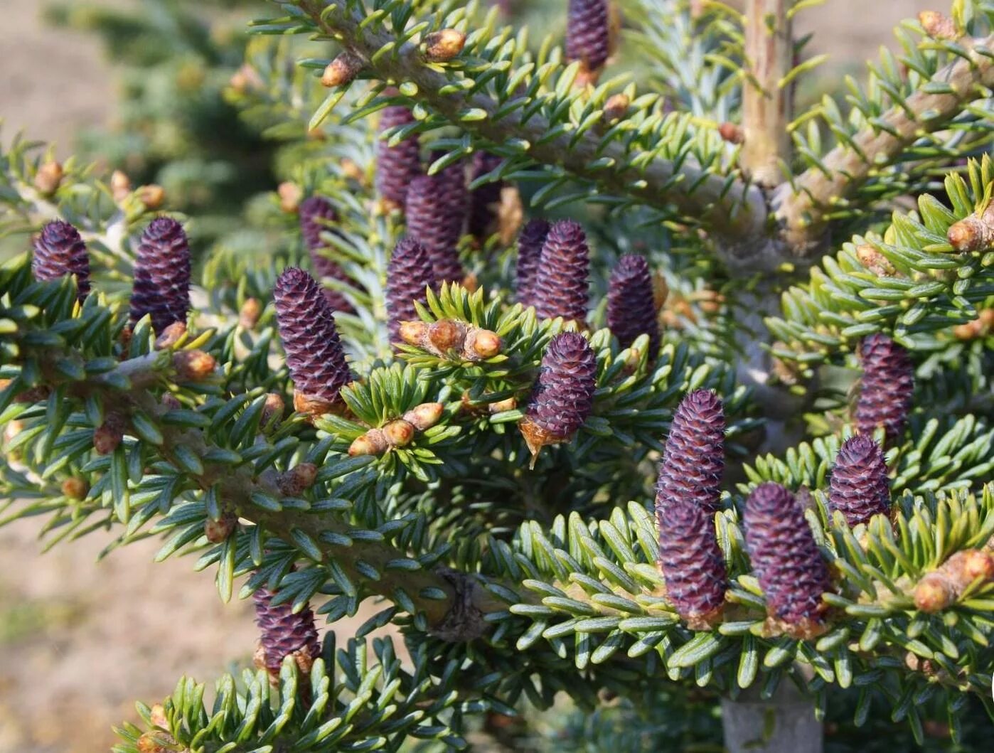Пихта описание сорта. Abies koreana aurea. пихта корейская абиес кореана. пихта блю эмперор. пихта abies koreana aurea.