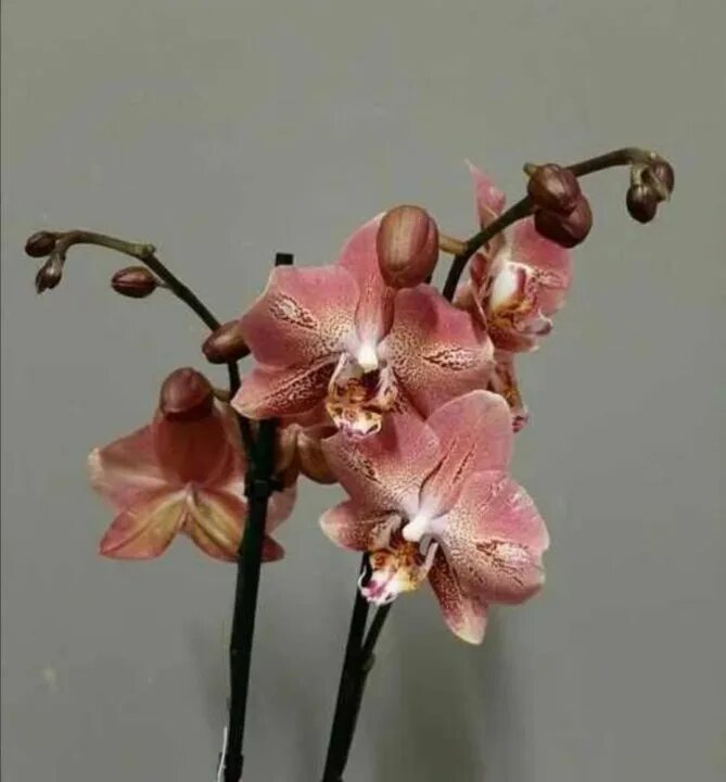 орхидея phal. Leco fantastic. леко фантастик орхидея. орхидея драгон харт. орхидея phalaenopsis leco fantastic.