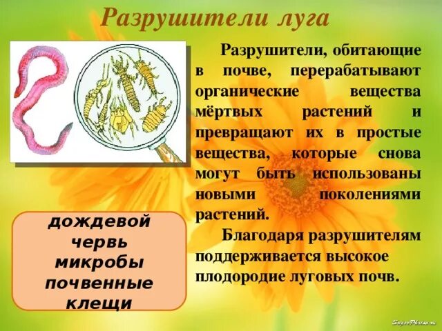 Что используют для своего питания разрушители. Разрушители экосистемы. экосистема луга разрушители. организмы разрушители. разрушители окружающий мир 3 класс.
