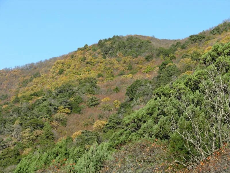 большой утриш можжевеловая роща. шесхарисское можжевеловое редколесье. шесхарисское можжевеловое редколесье. шесхарисский можжевельник. шесхарисское можжевёловое редколесье.