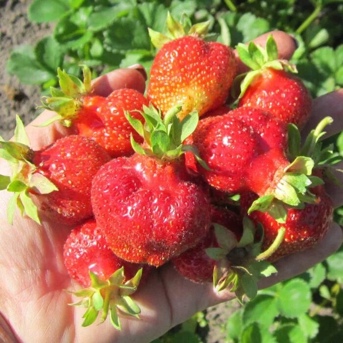 земляника гигант джорнея. клубника кисс неллис. сорт клубники гигант. клубника сорт гигант джорнея. гигант джорнея клубника описание.