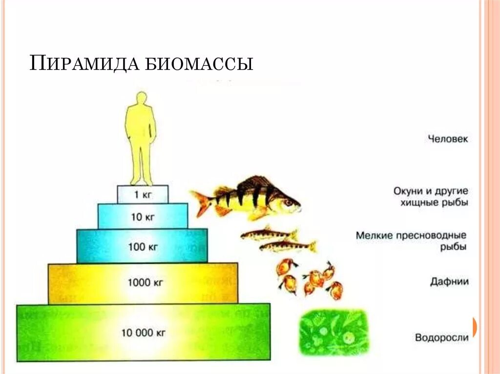 Трофическая структура водоема