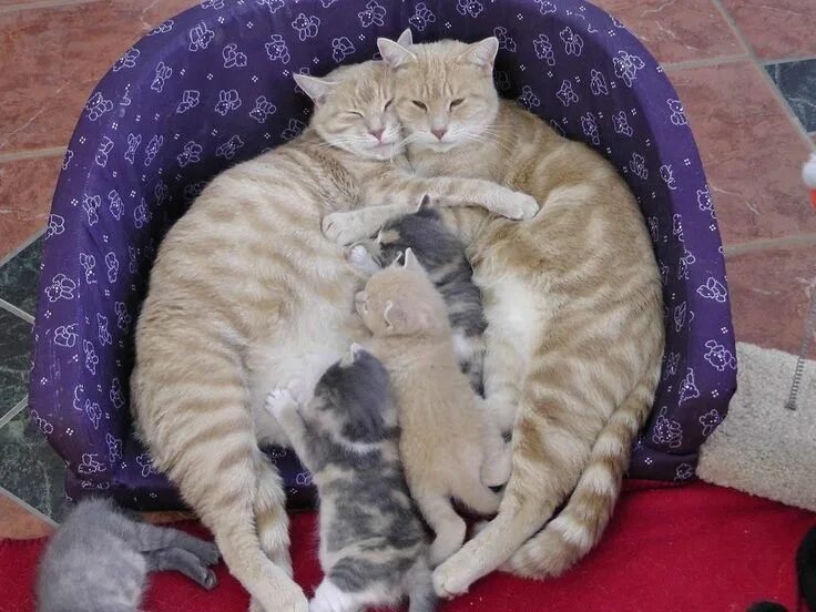 Stray Cat Comes Back to Find Her Kittens Who Were Brought to the Shelter - Love 