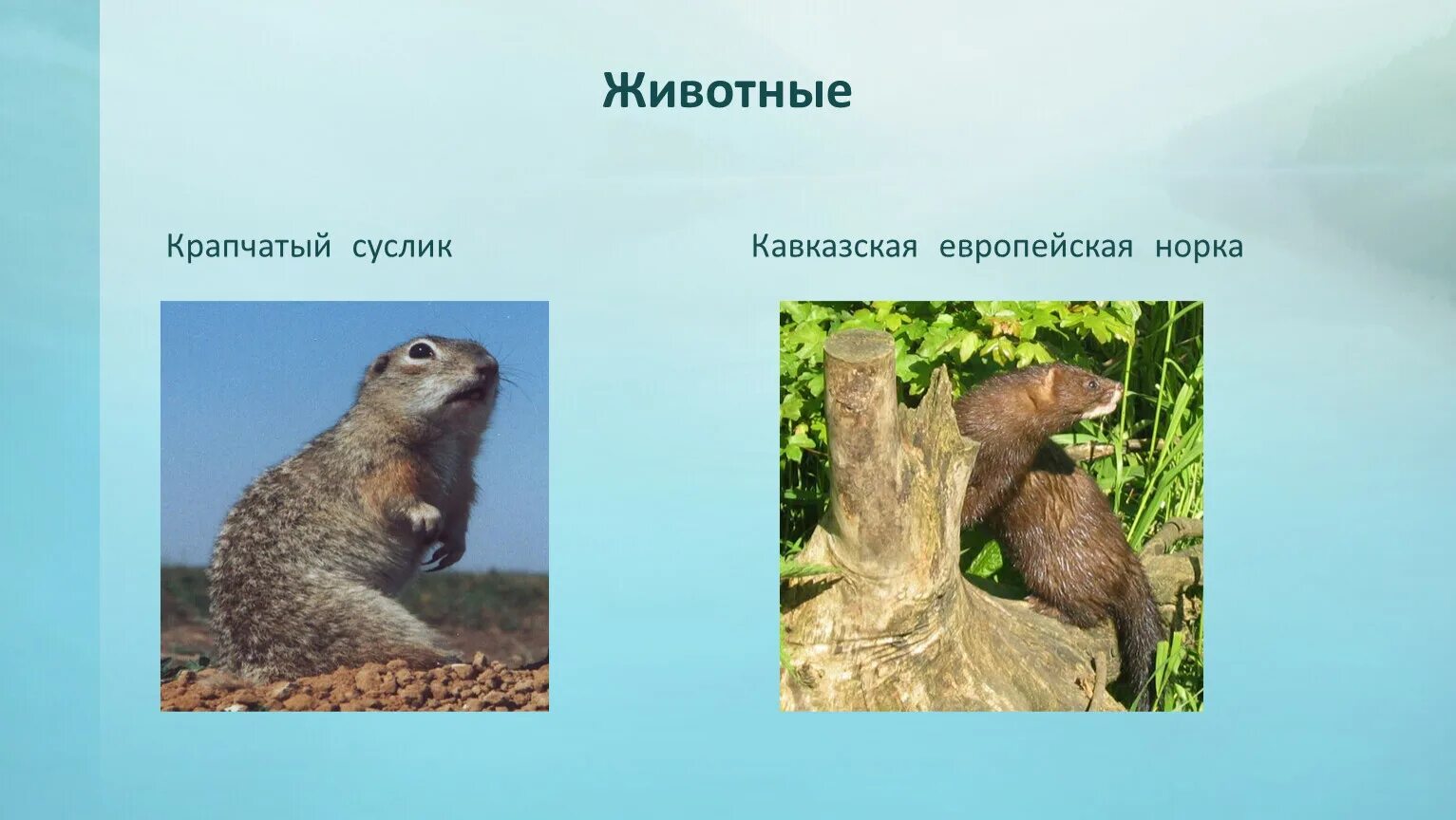История о сусликах. Факты о сусликах о любви. Млекопитающие из отряда грызунов. Суслик 4 класс окружающий мир. Загадка про суслика.