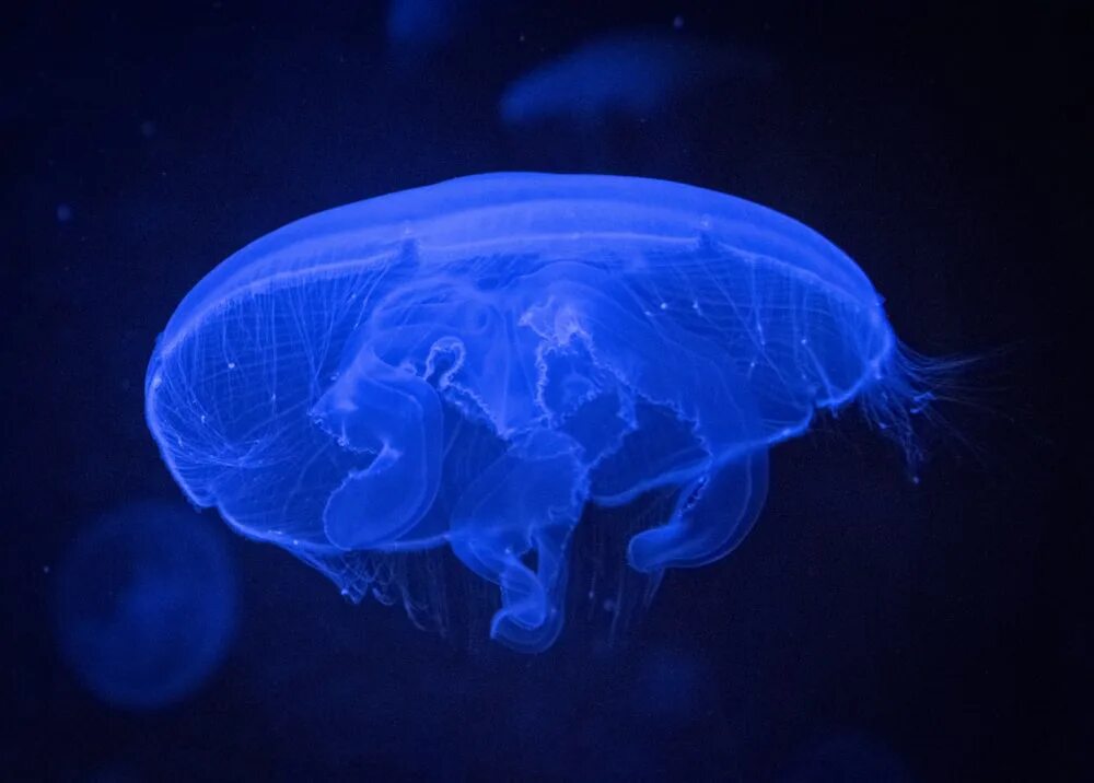 Jellyfish Robots Could One Day Clean Up The World’s Oceans