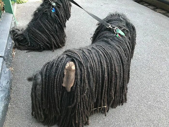 Как выглядит шерсть собаки Спільнота Steam :: :: komondor