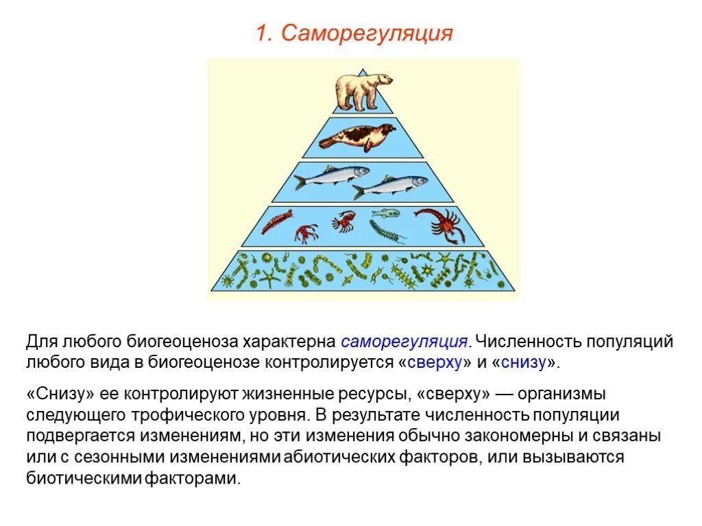 Экологическая пирамида биогеоценоза. Компоненты экологической пирамиды. Экологическая пирамида водной экосистемы. Типы экологических пирамид.