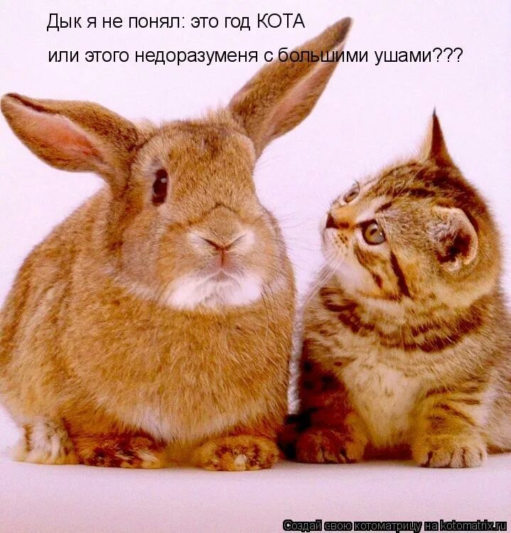 Кот и кролик. Необычная дружба животных. Кот и кролик. Тигр и кролик. Год кролика гороскоп.