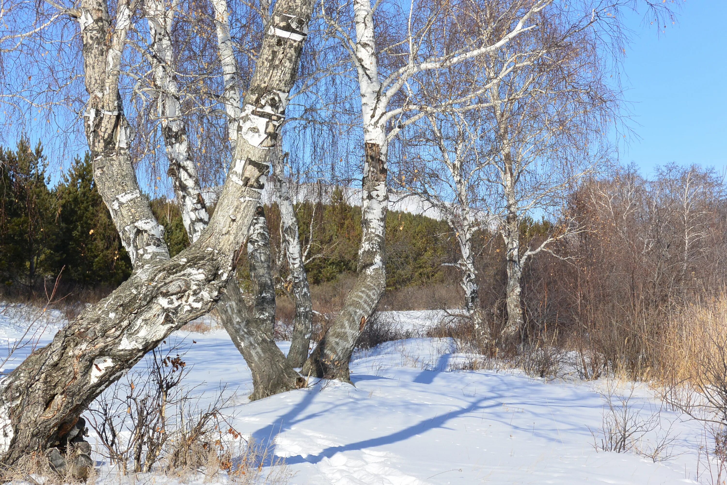 Раненая береза. Роща карельской березы. Береза карельская куст. Дендрария карельской березы зимой. Карельская береза листья.