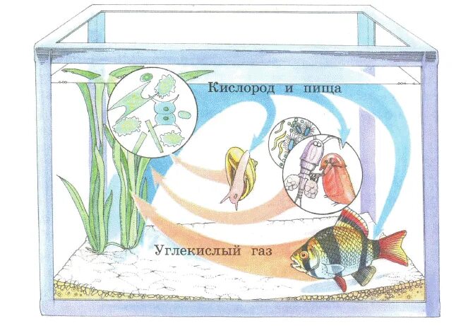 Круговорот веществ в аквариуме схема. Круговорот веществ в экосистеме аквариума. Аквариум искусственная экосистема. Экосистема аквариума схема.