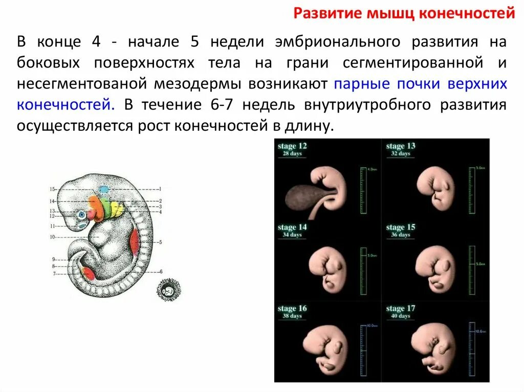 Недели эмбрионального развития. 4 Неделя внутриутробного развития. Формирование конечности эмбрион. Формирование мышечной системы у эмбриона.