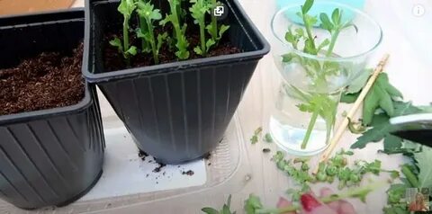Черенки хризантем из букета укоренить