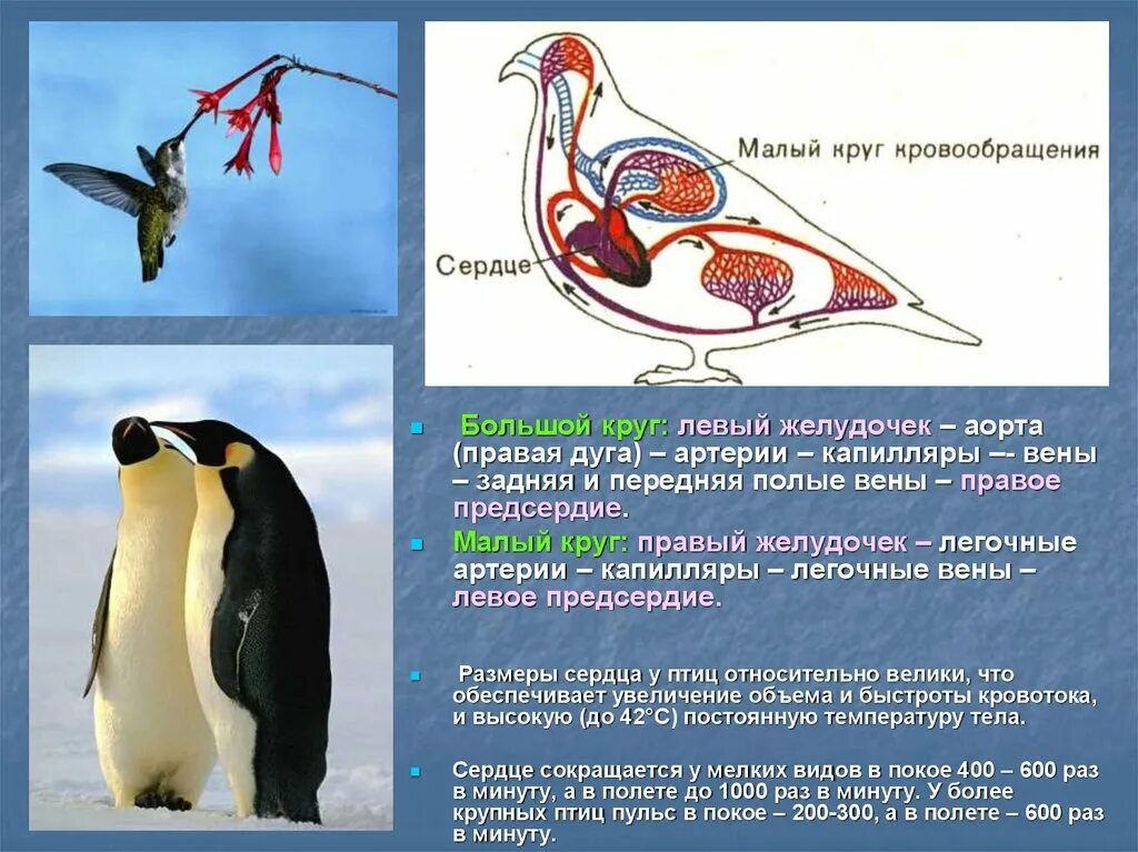 Левая дуга аорты у птиц. Правая дуга аорты у птиц. Дуга аорты у птиц. Правая аорта у птиц.