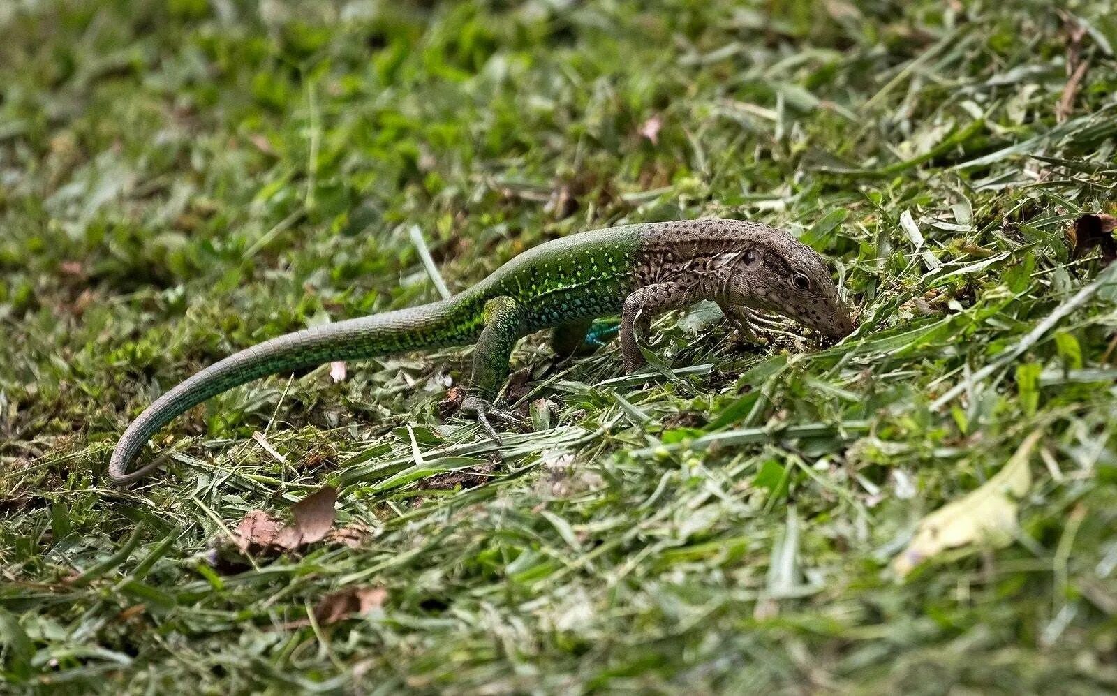 Дождевая ящерица. Прыткая ящерица lacerta agilis. ящерицампрытка грузинская. ящерица прыткая (лат. lacerta agilis). живородящая ящерица.