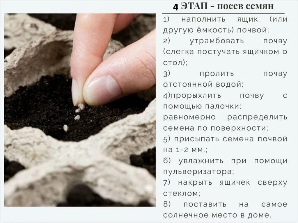 От чего зависит время посева. Подготовка семян к посеву. технология подготовки семян к посеву. этапы посева семян. мероприятия по подготовке семян к посеву.