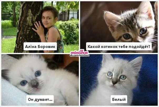 Лучшая порода кошек для детей. Где взять котика. Кто лучше кот или собака. Кого лучше взять кошке. Сходство собаки и кошки.