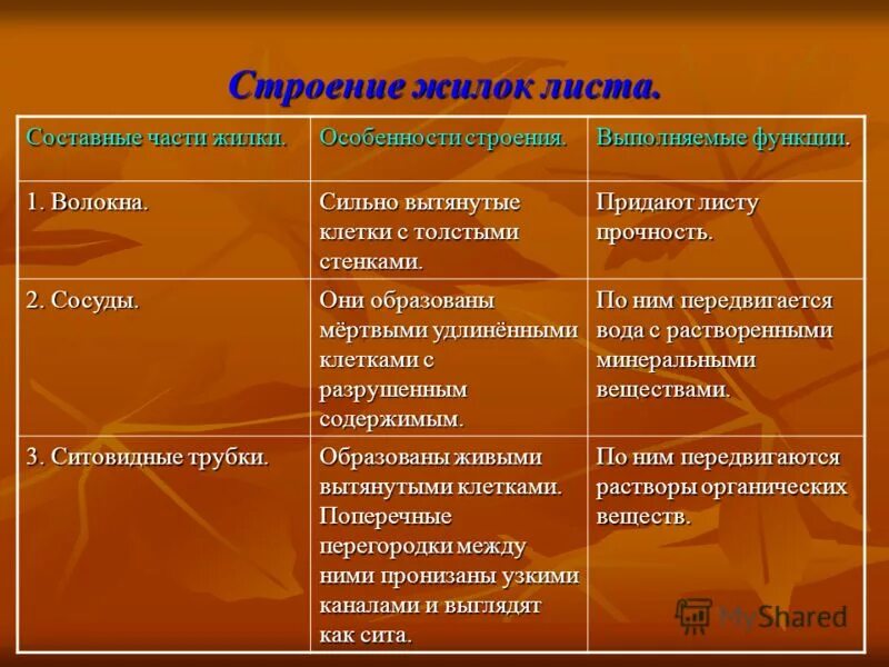 Функции сосудов листа. Особенности строения жилки листа. сосуды листа функции. функции жилок листа. жилка листа строение и функции.