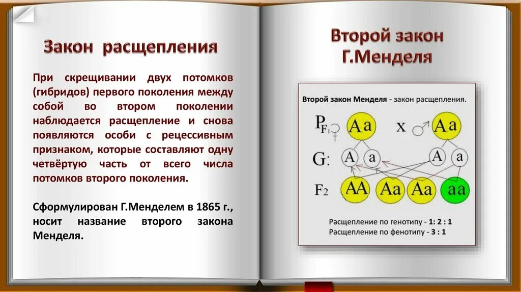 Расщепление по генотипу 2 закон менделя. Закон расщепления гибридов второго поколения. Скрещивание гибридов первого поколения между собой. Закон расщепление это в генетике. Расщепление по фенотипу генетика.