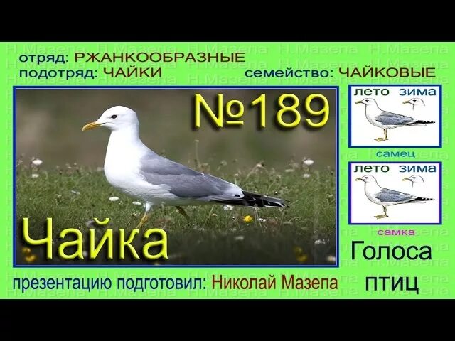 Звук чаек. Серебристая чайка хохотунья. Чайка самец. Крик чайки. Голос чайки слушать.