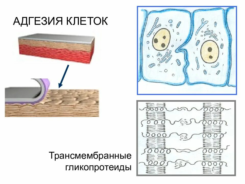 Адгезия металла. Клеточная адгезия. Адгезия клеток это в биологии. Адгезивные взаимодействия клеток это. Адгезия рисунок.