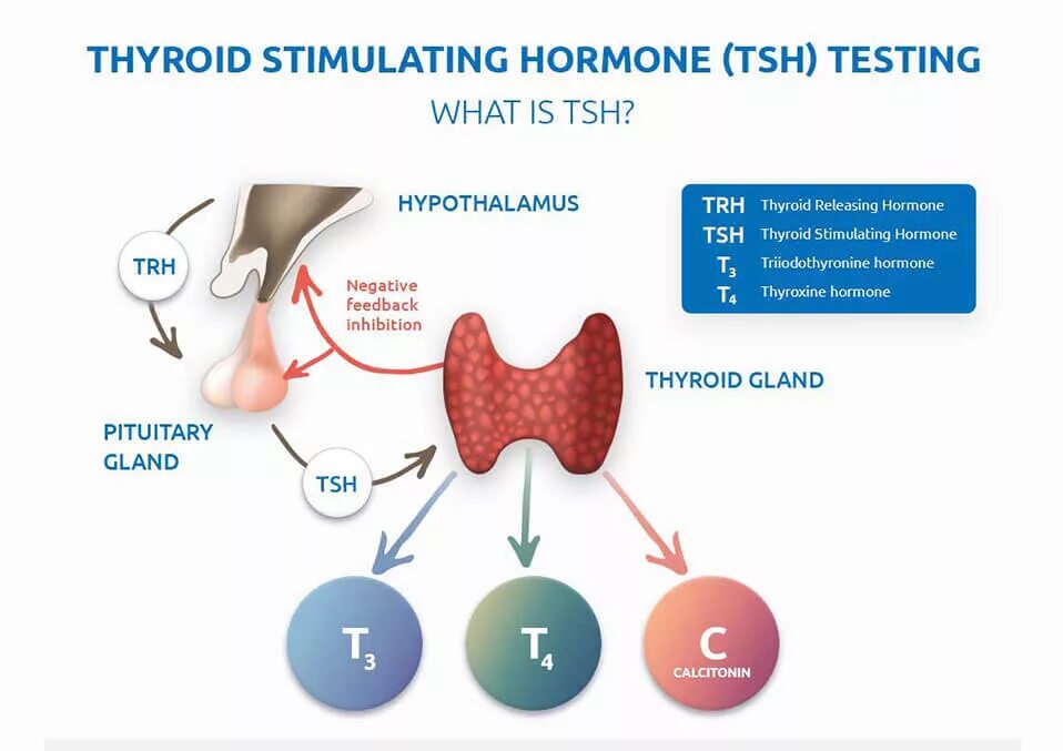 Ттг стресс. Гормоны щитовидной железы TSH. Исследование уровня тиреотропного гормона ТТГ В крови. Гипофункция тиреотропного гормона. Щитовидка ТТГ.