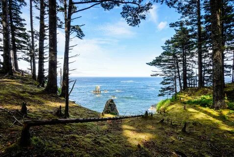 Но особенно хороши горные леса около моря