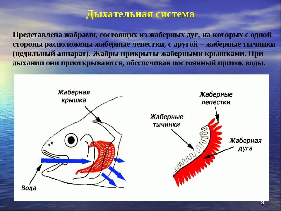 Какую функцию выполняют жабры у китовой акулы. Строение жаберного аппарата рыб. Органы дыхания рыб. Дыхательная система рыб представлена. Органы дыхания рыбы представлены.