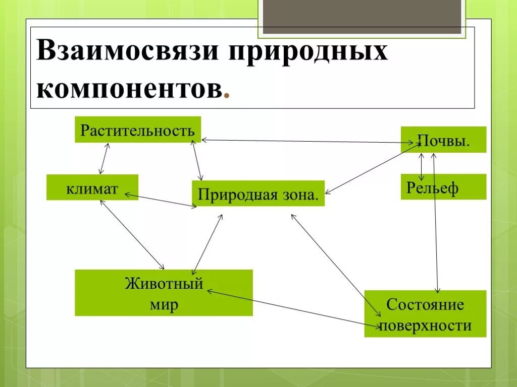 Примеры взаимосвязей между компонентами природы в тайге