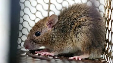 Скуби-Ду порно пародиясы 2