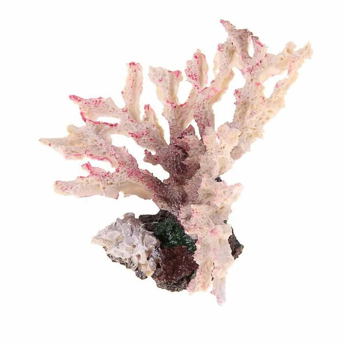 Coral 12. Грот коралл ветка розовый кр-1326. Веточка коралла. Коралловые ветки. Ветви кораллов.