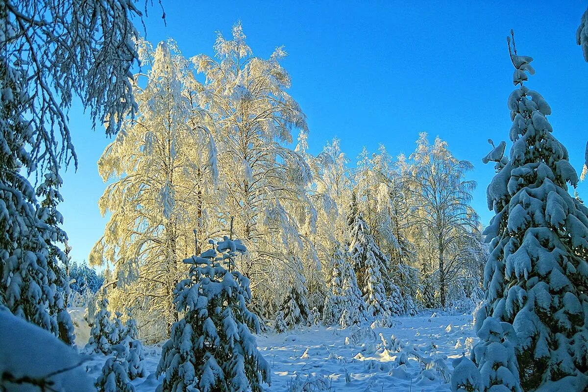 Зимний лес ель и береза. Береза зима. Береза зимой. Зимний лес береза и елка. Березовая ель