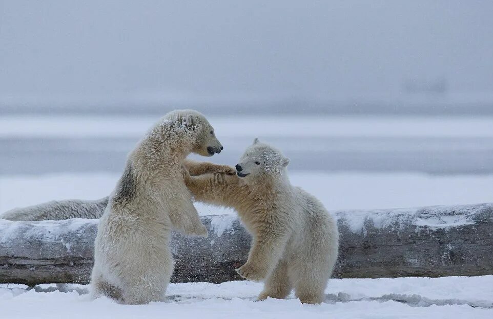 Белый медведь. Их два белый и. Их два белый и. Семья белых медведей. Полярный медведь.