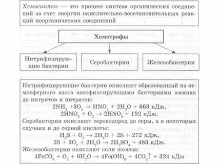 Значение хемосинтеза