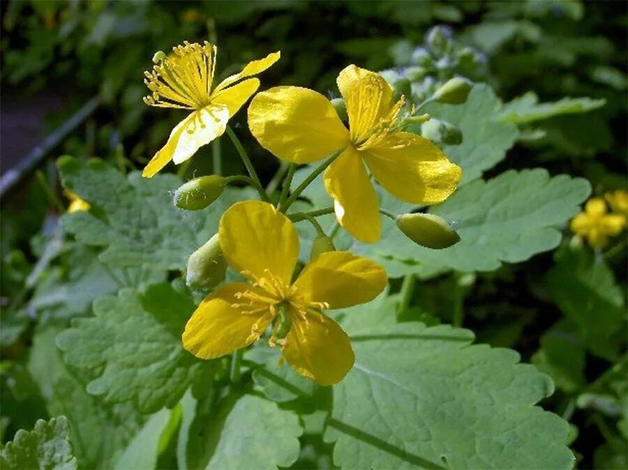 Детский чистотел. Chelidonium majus. Чистотел растение. Чистотел сорняк. Крапива и чистотел.