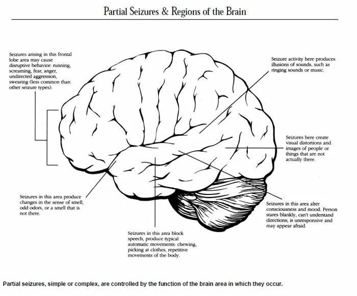 Brain area
