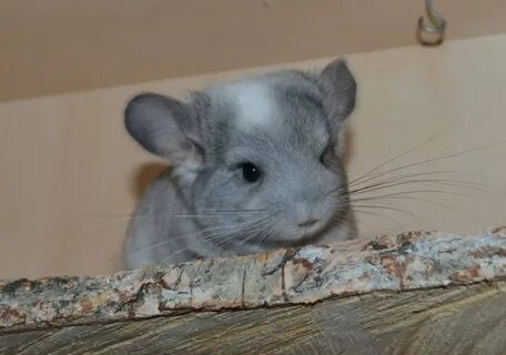 Цвет шиншилла