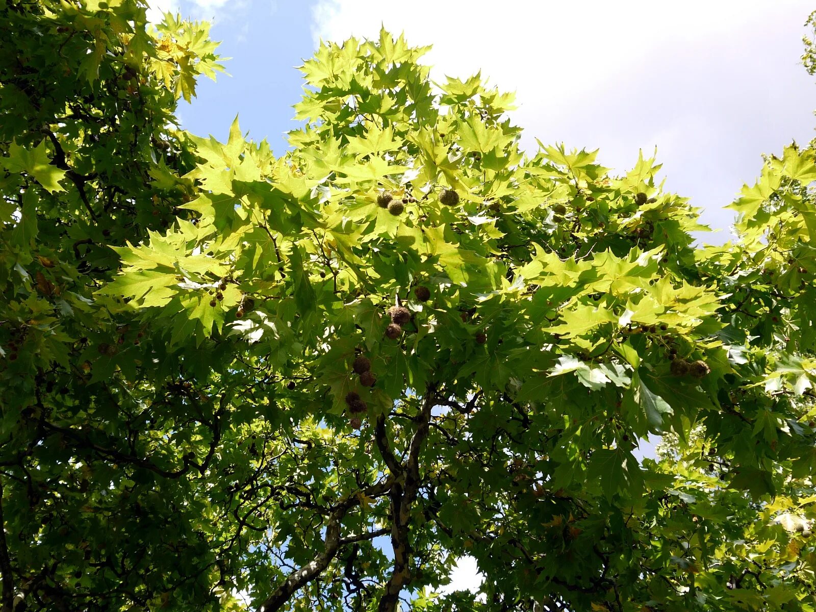 Что такое чинара. Платан Восточный (Platanus orientalis). Platanus orientalis дерево. Платан Чинара дерево. Платан дерево в Крыму.