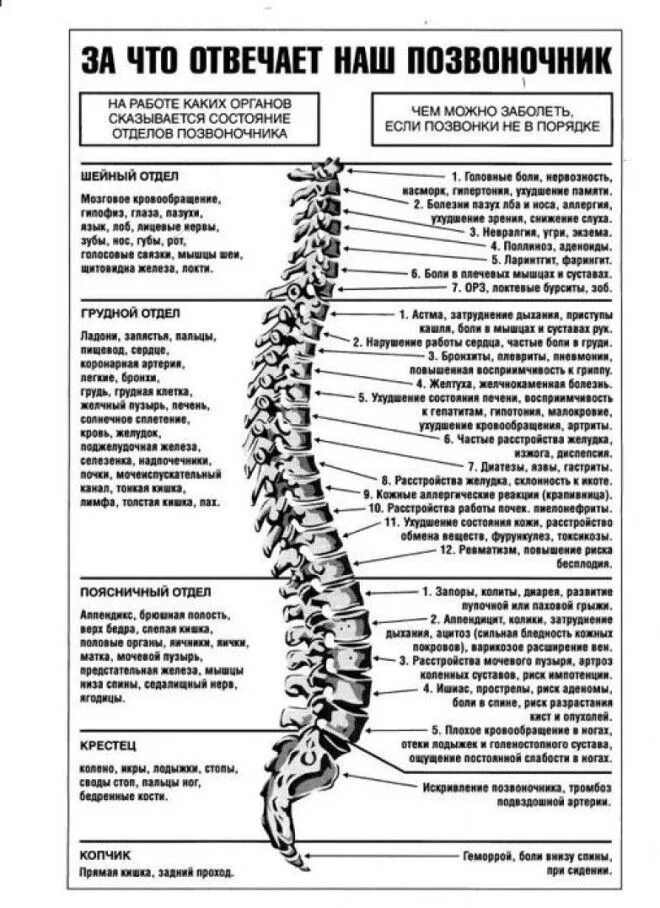 L2 позвонок. психосоматика позвоночника таблица. за что отвечают позвонки шейного отдела позвоночника. от какого позвонка что болит. от какого позвонка что болит.