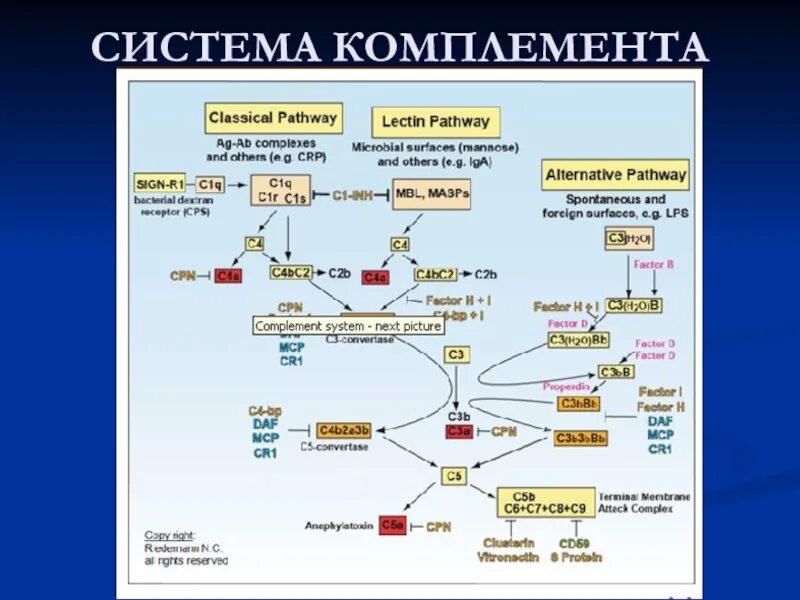 Комплемент c. Функции белков системы комплемента иммунология. История открытия и исследования системы комплемента. C3b и c4b белки системы комплемента. Терминальный комплекс комплемента.