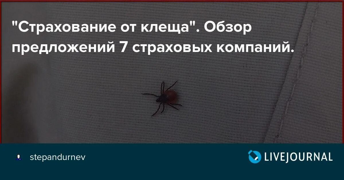 Страхование от клещей. Страховка от клеща. Клещ страхование.