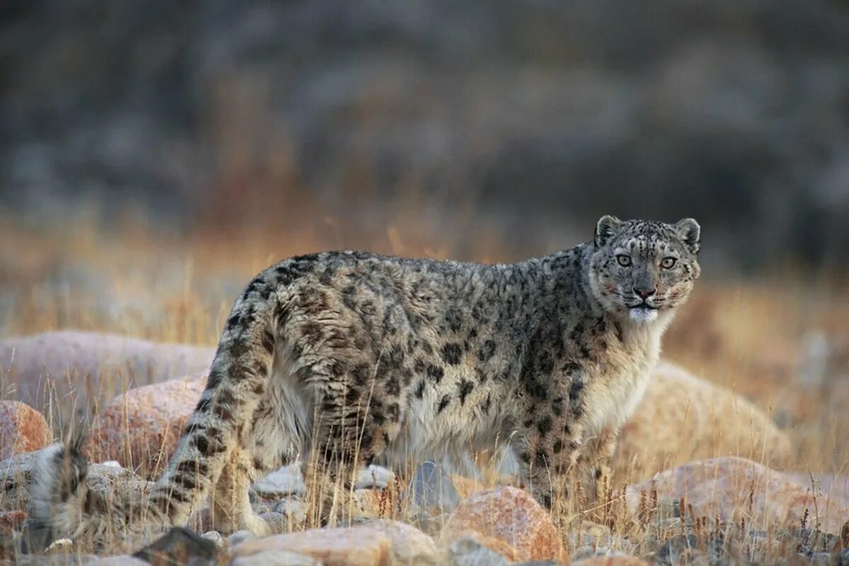 Снежный барс тянь шань. Снежный барс ирбис бурятия. - снежный барс (panthera uncia. Снежный барс (ирбис, снежный леопард). Убсунурская котловина снежный барс.
