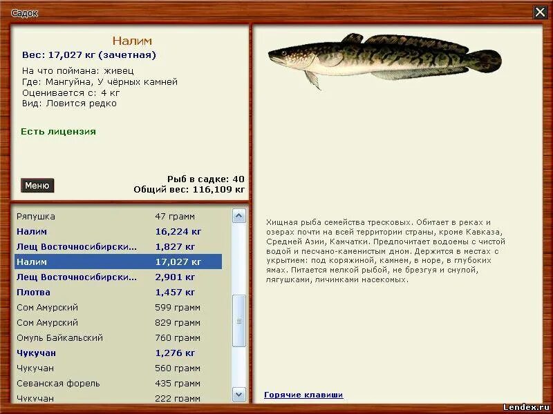 Скороговорка налима ловили. Ряпушка налим. Русская рыбалка 3 Мангуйна налим. Реальная рыбалка налим. На что ловить налима.