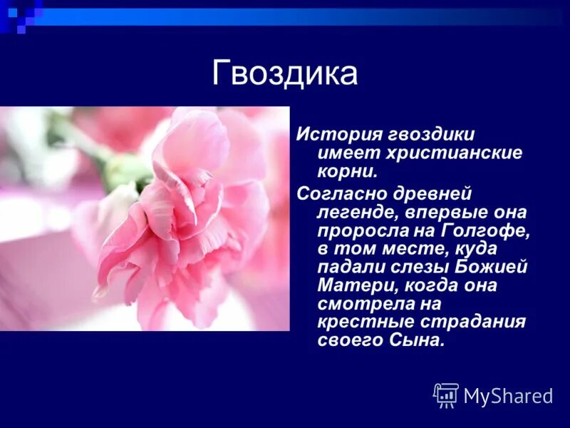 красные гвоздики. гвоздиков рассказ. сообщение про гвоздику. гвоздиков рассказ. легенды о цветах для детей.