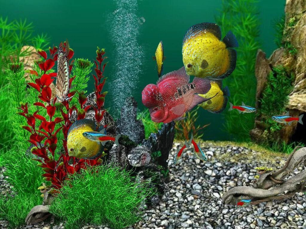 Живой аквариум андроид. Aqualife 3d. Aqualife игра. Аквариум 3д. Живой аквариум.