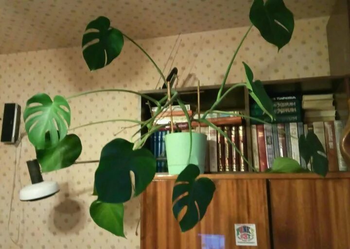 Монстера ул кирова 14а фото 40 Beautiful Potted Plants That Inspires Beauty Gravetics Potted plants, Plant