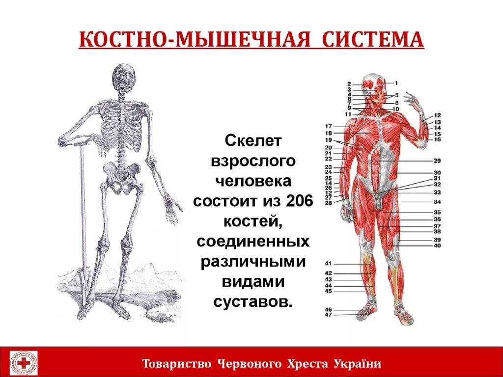 Костно-мышечная система строение. Функции костно-мышечной системы. Строение костно мышечной системы человека. Костер мышечная система.